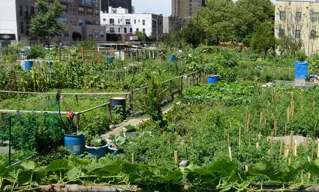 Mengoptimalkan Lahan dengan Urban Farming: Solusi Pertanian dan Peternakan Ramah Lingkungan di Kota