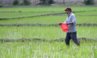 Langkah Tepat Pemupukan pada Musim Hujan (Tanaman Padi)