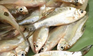 Guru Besar UGM Ungkap Ikan Wader Terancam Punah!