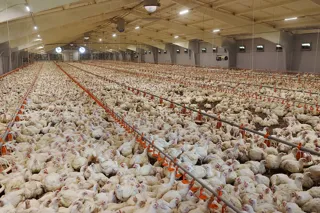 Analisis Peluang Bisnis Peternakan Ayam Modern (Closed House)