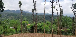 Kisah Sukses Konservasi Hutan Jati: Desa Selobanteng sebagai Contoh Model Perlindungan Lingkungan