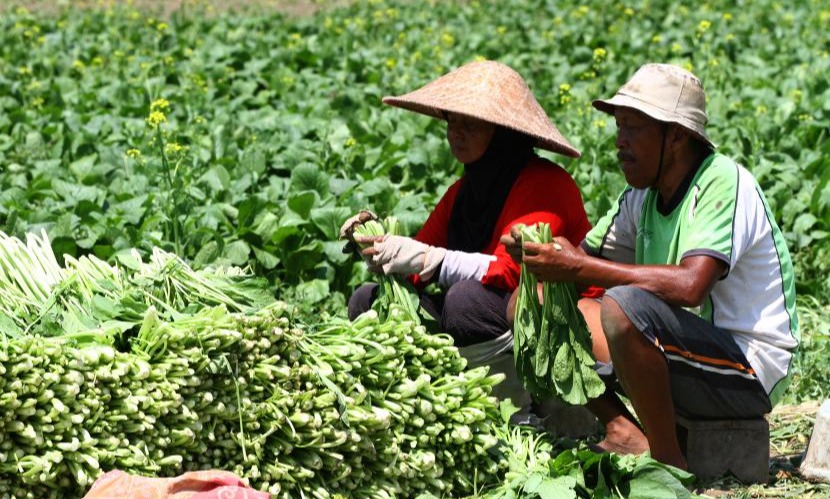 Tantangan Pembangunan Pertanian di Era Modern: Perspektif Indonesia