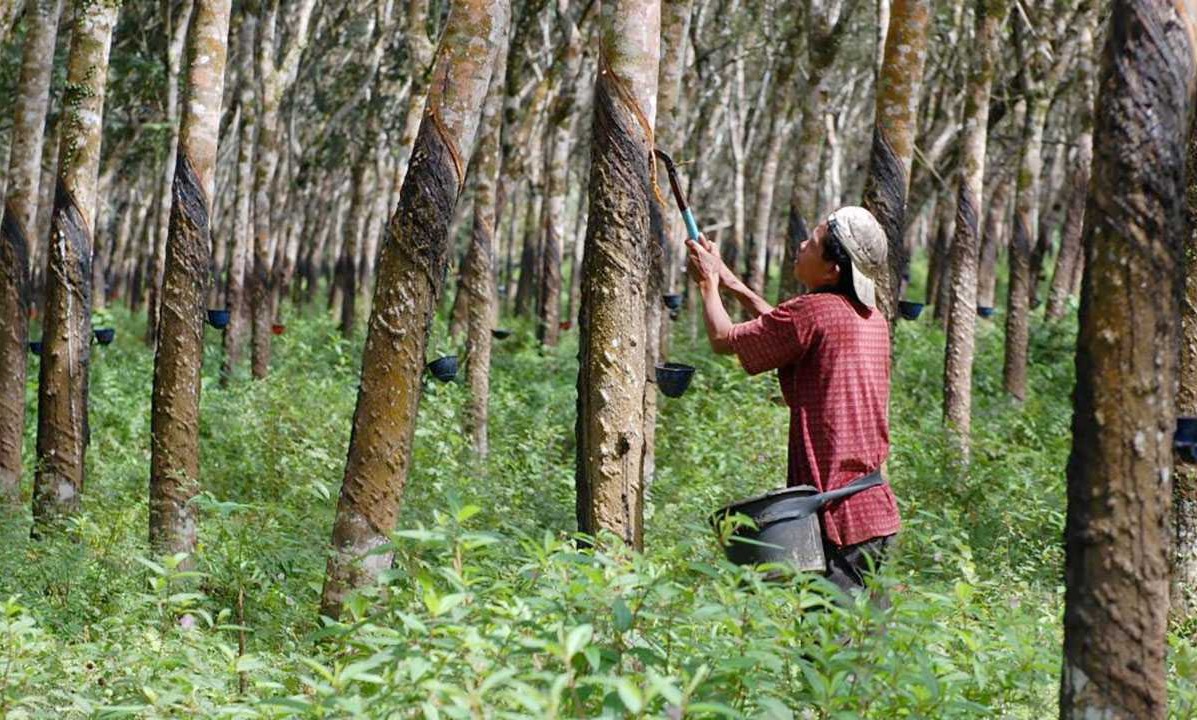 Kementan Rangkul Gen Z : Sudah Saatnya Berkontribusi Aktif Perkuat Perkebunan Indonesia