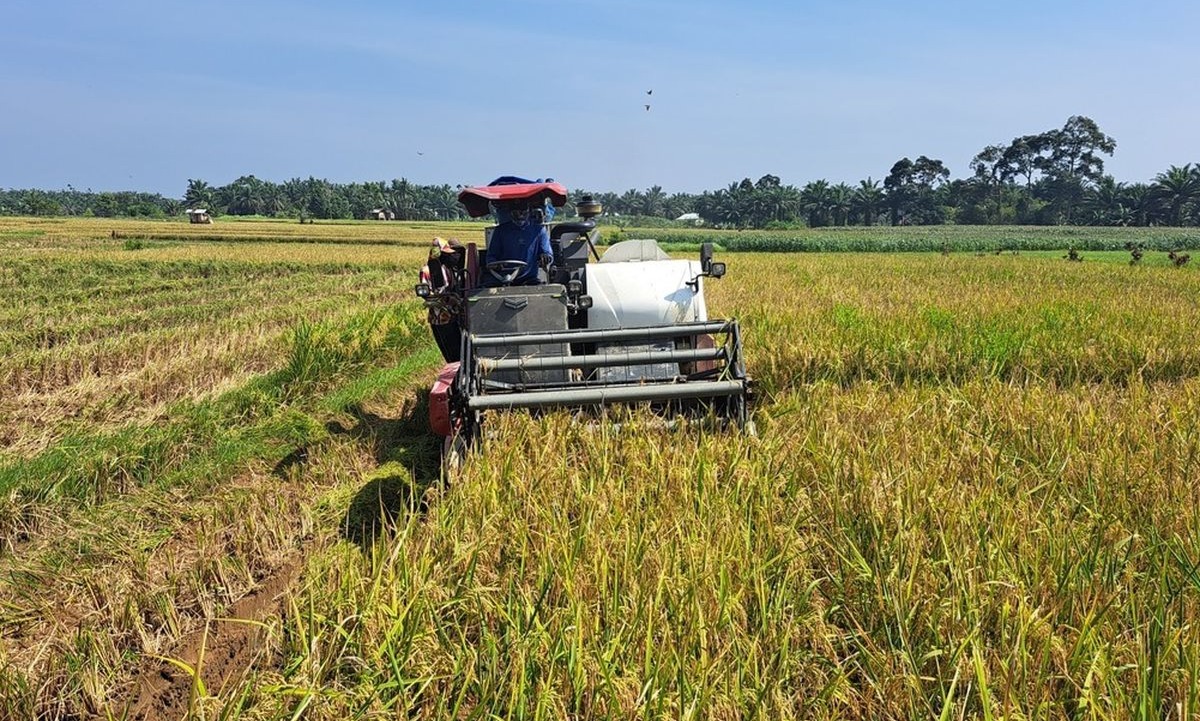 Negara Agraris: Negara yang Sebagian Besar Penduduknya Bekerja Sebagai Petani