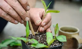 Mengenal Teknik Perbanyakan Vegetatif Tanaman Berkualitas Unggul