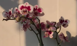 Optimalisasi Perawatan Tanaman Hias: Estetika Ruang dalam Tradisi Silaturahmi Idulfitri